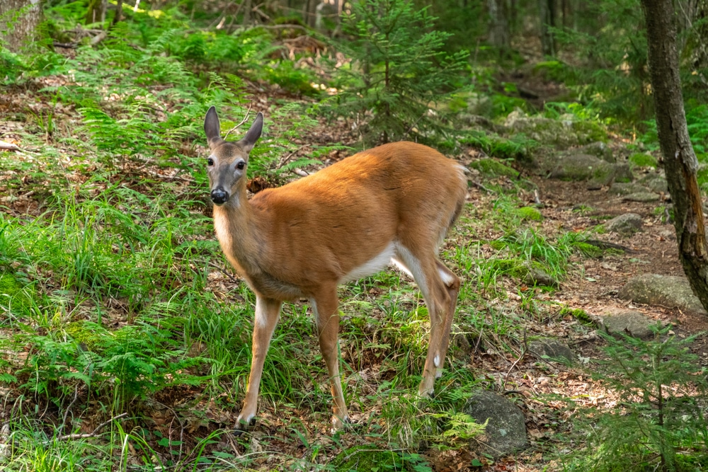 Visit Adirondack Park this summer