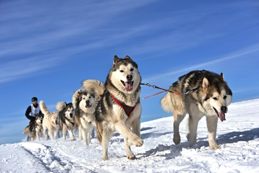 thunder mountain dog sled tours lake placid