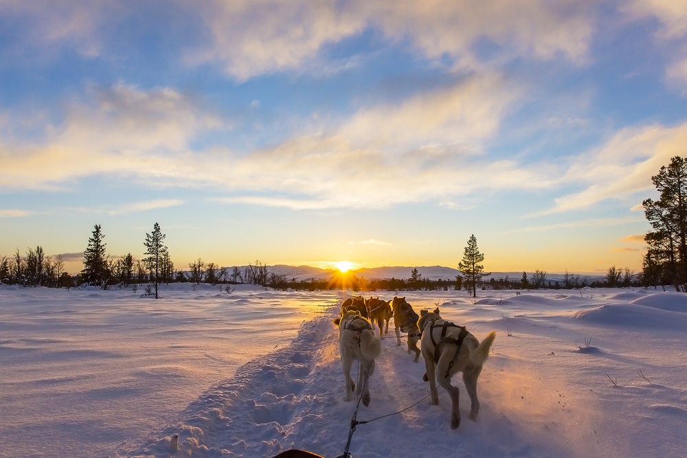 Feel the Rush With Thunder Mountain Dog Sled Tours